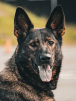 PSD “Nina” #1166